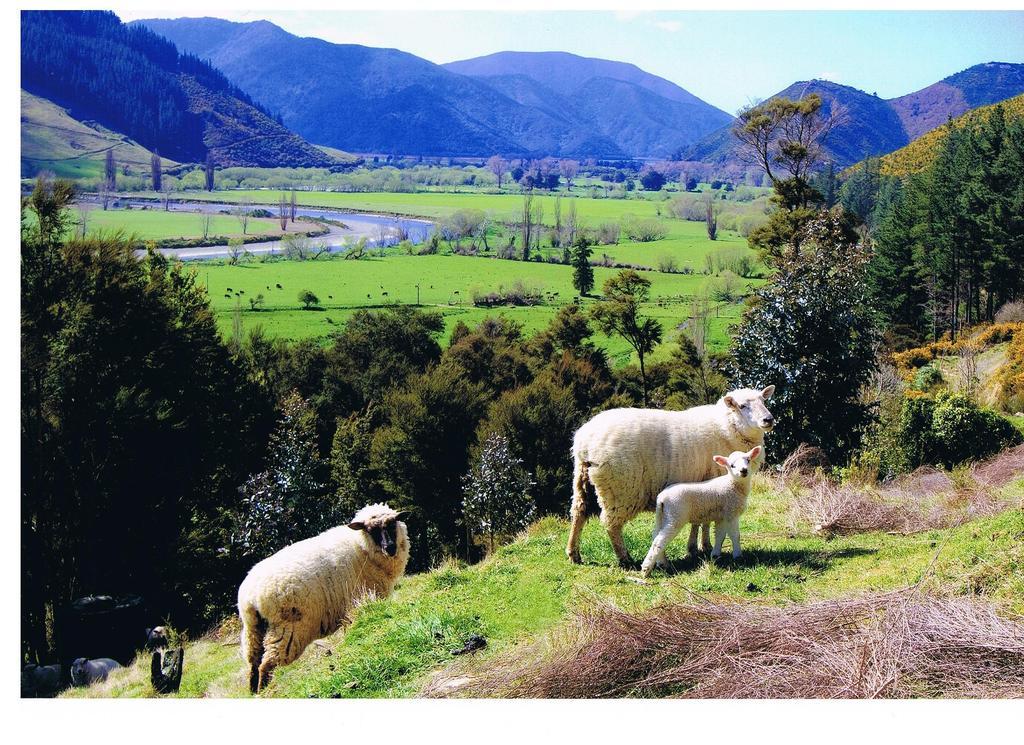 Pelorus Heights Lejlighed Havelock Eksteriør billede